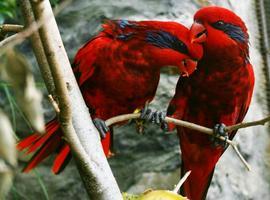 Nace un polluelo de Lori Rojo en el Zoo de Oviedo