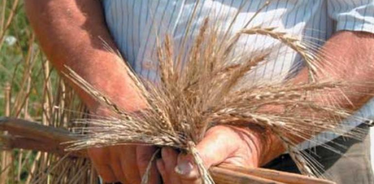 La escanda asturiana tendrá carnet de identidad