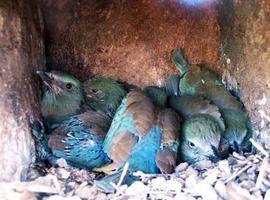 Las aves huelen el miedo de sus crías