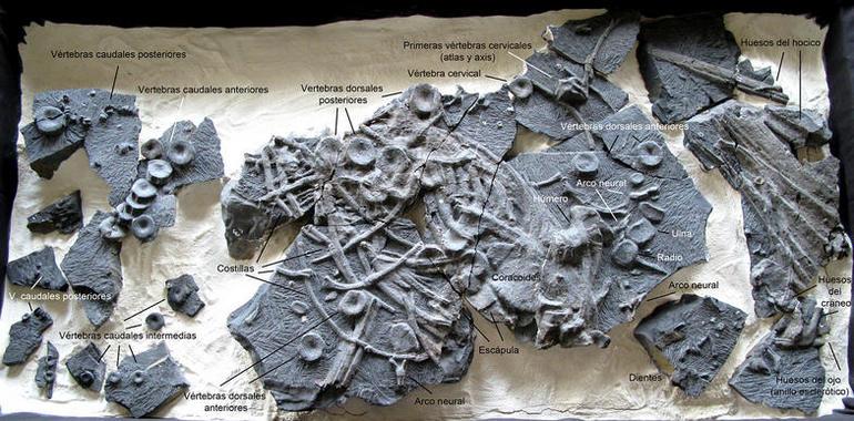 El MUJA presenta el ejemplar de ictiosaurio más completo de la Península Ibérica