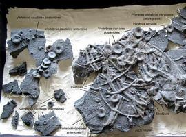 El MUJA presenta el ejemplar de ictiosaurio más completo de la Península Ibérica
