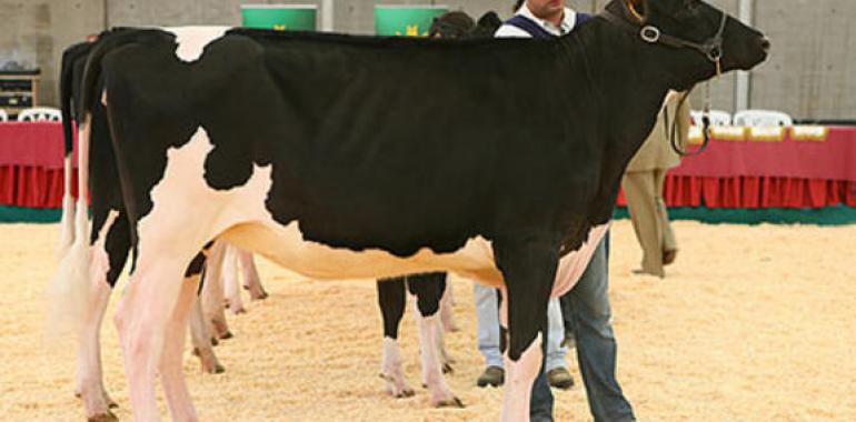 El mejor ganado frisón de España, a concurso en AGROPEC, Gijón