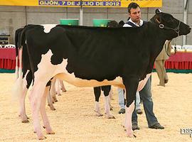 El mejor ganado frisón de España, a concurso en AGROPEC, Gijón