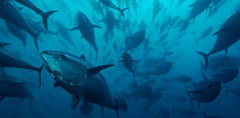WWF España recibe el Premio BBVA de Conservación de la Biodiversidad