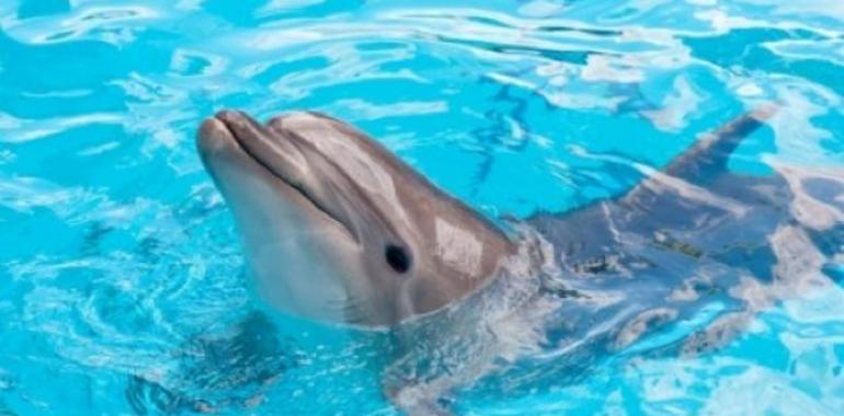 Avistamiento de cetaceos en Los Gigantes, Tenerife