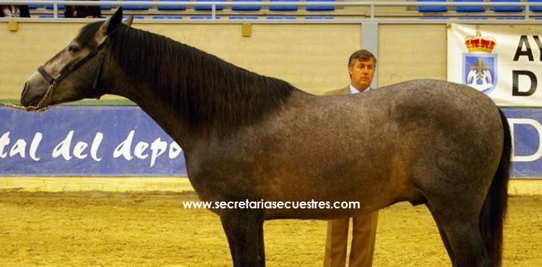 Primeros medallas de oro en el Morfológico del Asturcón