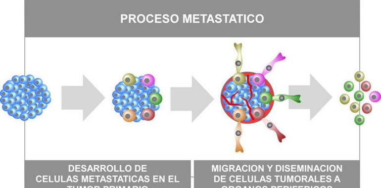 Nuevo mecanismo de control inmunológico del cáncer