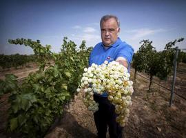 La ciencia resucita los vinos de nuestros abuelos