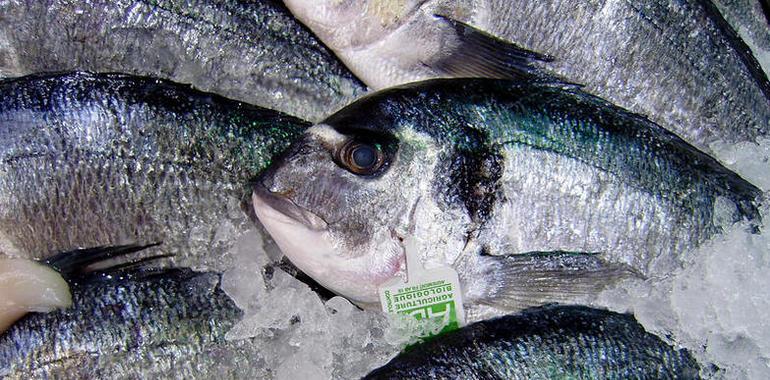 La disminución del tamaño de los peces agravará los efectos del cambio climático sobre el mar