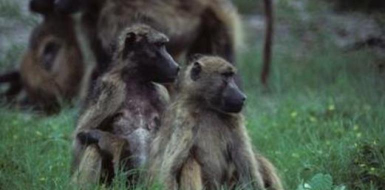 Las babuinas más agradables tienen más éxito