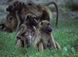 Las babuinas más agradables tienen más éxito