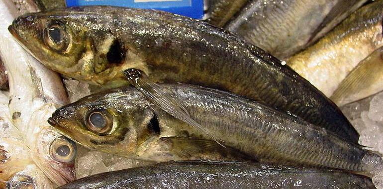  Reabre la pesquería del chicharru en les mares del Cantábricu