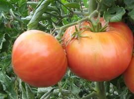 El CITA dispone de 226 variedades tradicionales de tomate aragonés y custodia sus semillas