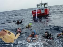 Liberan por primera vez en Murcia un ejemplar de tortuga verde tras ser curada 