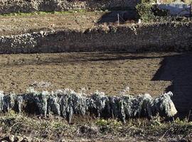 Cultivo a gran escala del cardo para la producción de biomasa