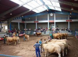 Exhibición de calidad en la XXVII Muestra Ganadera de la Raza Asturiana de los Valles