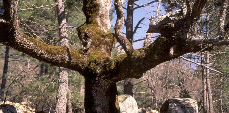 Ensayan nuevos aprovechamientos selvícolas en una finca de Congosto de Valdavia