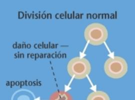 Nanotermómetros para vigilar las células cancerígenas