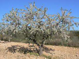 Buscan árboles más adaptados que den mejores producciones de almendra 