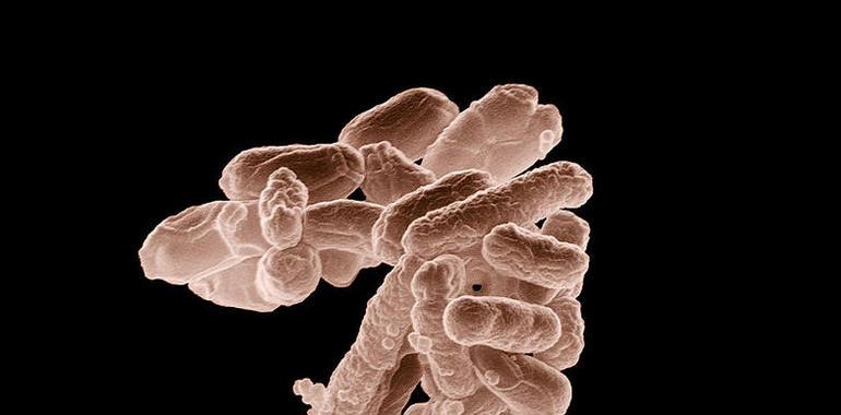 Descartan que el brote de E. Coli en Colombia sea de la cepa europea 