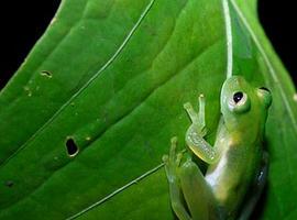 Alemania apuesta en verde con Ecuador