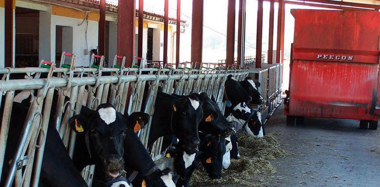 Campo: “La actitud del Gobierno de Rajoy con el sector lácteo asturiano es pobre y cobardica” 