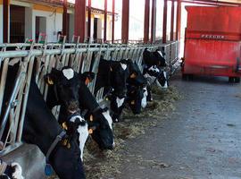 Campo: “La actitud del Gobierno de Rajoy con el sector lácteo asturiano es pobre y cobardica” 