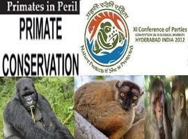 Llamamiento mundial a impedir la extinción de los primates