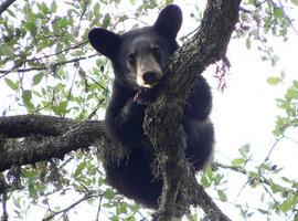 Estudia Semarnat comportamiento del oso negro en la zona Norte del país