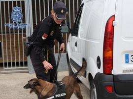 Perros \financieros\