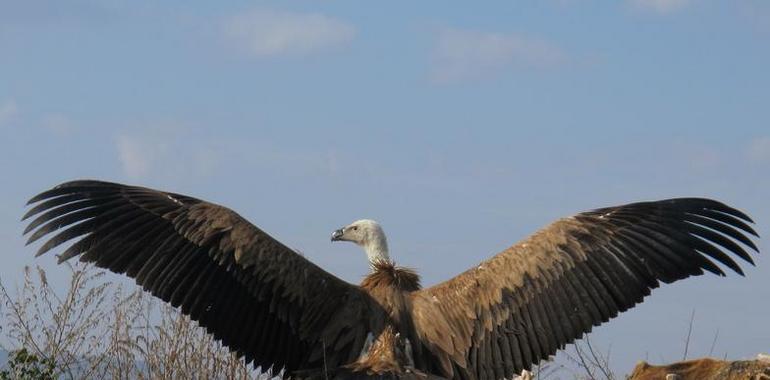 Liberan dos ejemplares de buitres leonados en Caravaca de la Cruz