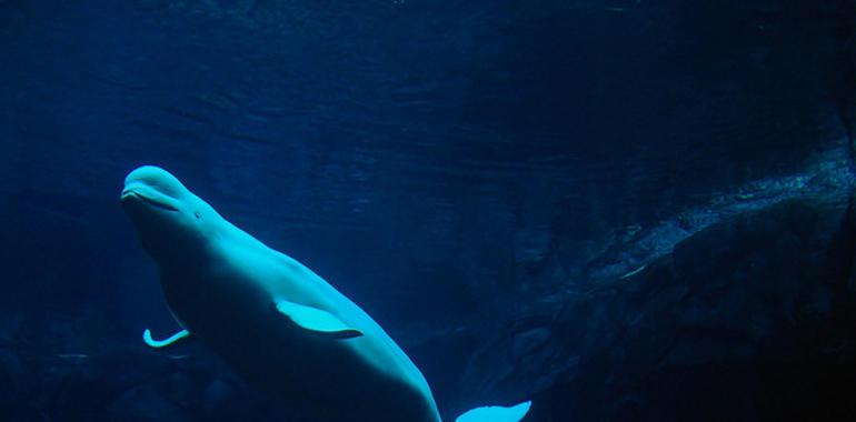Ballenas que imitan la voz humana para hablar con los buzos