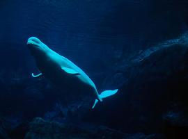 Ballenas que imitan la voz humana para hablar con los buzos