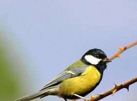 Los campos electromagnéticos tienen consecuencias en la reproducción de las aves