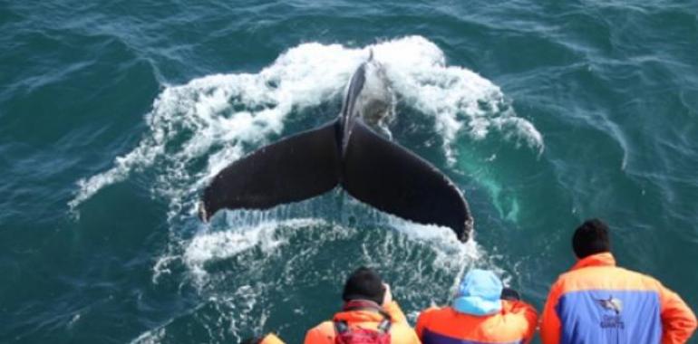 Avistamiento de cetaceos en la Bahia de Skjálfandi, Islandia