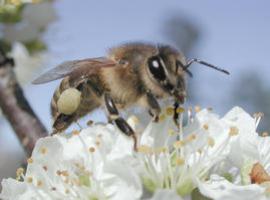 Unas 5.000 especies de insectos serán secuenciadas en los próximos cinco años