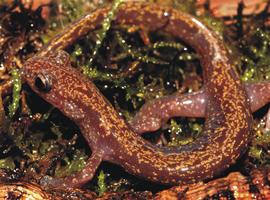 Cuatro nuevas especies de un género único de salamandras asiáticas