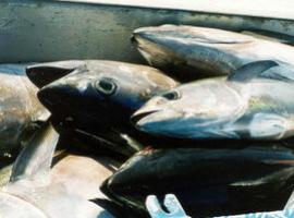 WWF descubre el tráfico ilegal masivo de atún rojo a través de Panamá