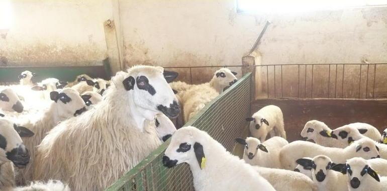 Una mutación mejora el porcentaje de proteína en leche de oveja de raza churra