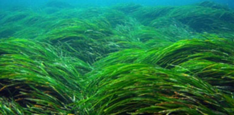 Comienza la campaña de participación para el seguimiento de las praderas de Posidonia oceanica 