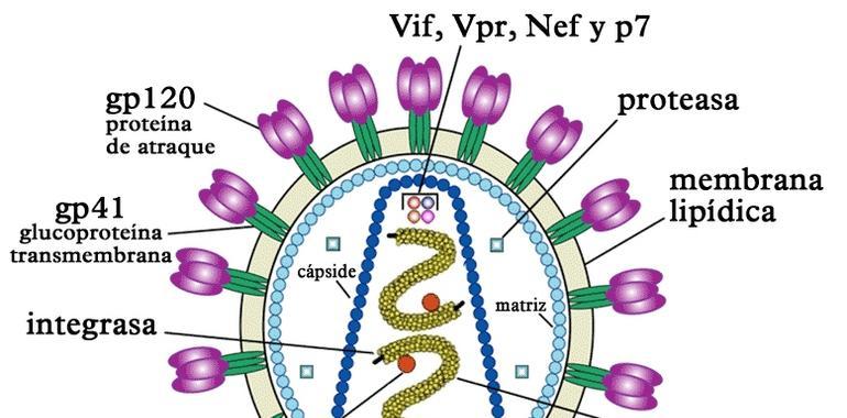Identifican seis genes que predicen la evolución del VIH