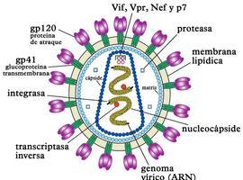 Identifican seis genes que predicen la evolución del VIH