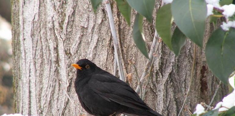 Los pájaros urbanos se adaptan a sus nuevos depredadores