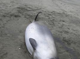 Confirmada la existencia de ballenas con dientes 