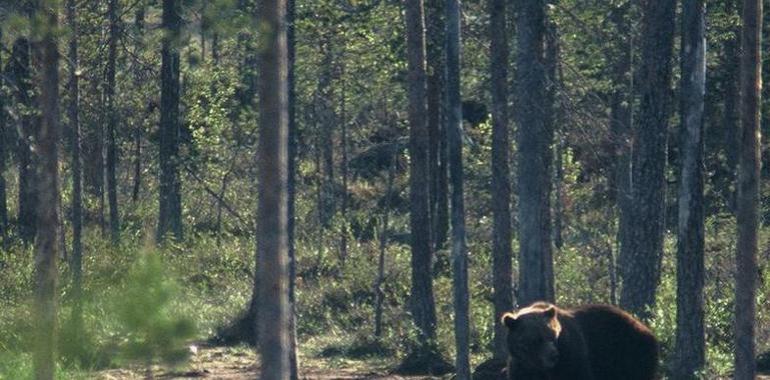 El oso pardo cambia sus hábitos para huir de los humanos