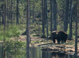 El oso pardo cambia sus hábitos para huir de los humanos