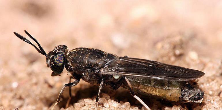 El 90% de los excrementos del zoo Terra Natura puede eliminarse con moscas