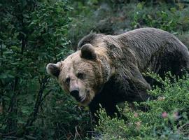 Parques Nacionales y la Fundación Oso Pardo colaboran para la consolidación de la especie en España 