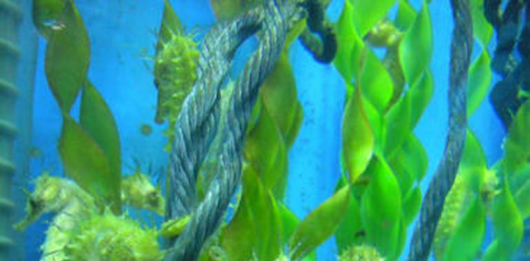 Logran supervivencias del 80% en caballitos de mar europeos criados en cautividad