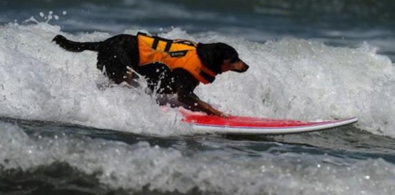 Perros paralíticos vuelven a caminar tras un trasplante de células de su hocico